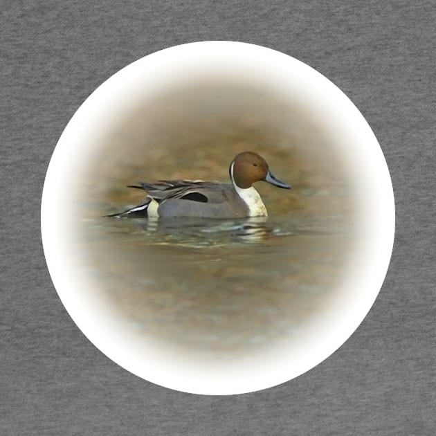 Northern pintail by Guardi